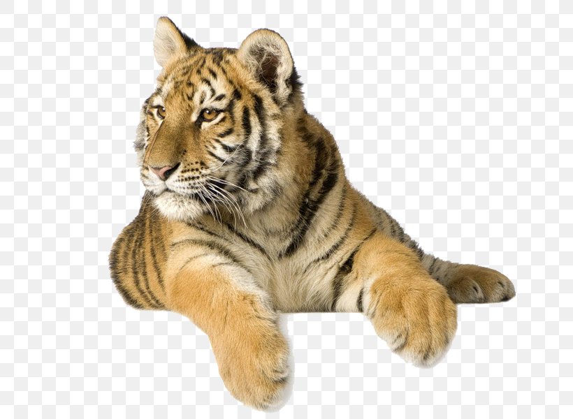 White Tiger Stock Photography Desktop Wallpaper Siberian Tiger Roar, PNG, 800x600px, White Tiger, Animal, Big Cats, Black Tiger, Carnivoran Download Free