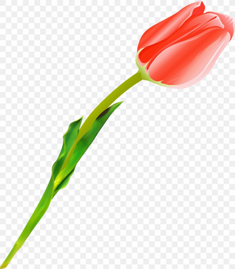 Cut Flowers Tulip Plant Stem, PNG, 1121x1280px, Flower, Bud, Cut Flowers, Daffodil, Flower Bouquet Download Free