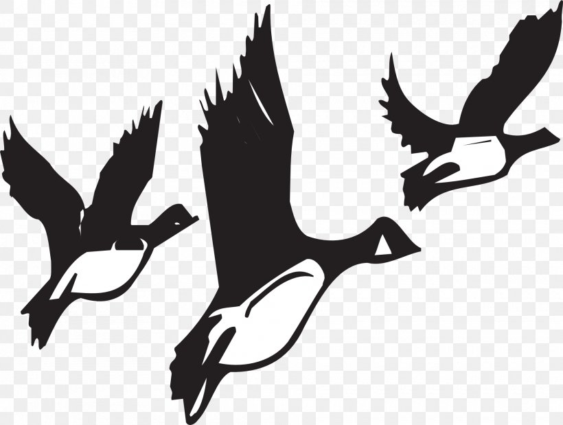 Duck Goose Flight Mallard Vector Graphics, PNG, 1920x1450px, Duck, Beak, Bird, Blackandwhite, Flight Download Free
