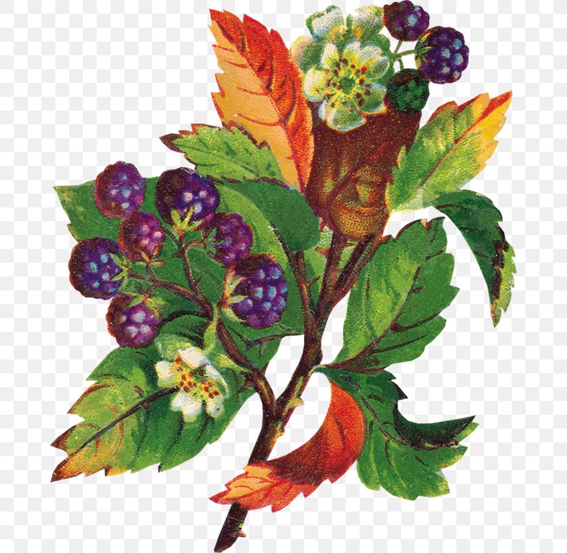 Grapevines Herb Flower Leaf, PNG, 677x800px, Grapevines, Berry, Branch, Flower, Flowering Plant Download Free