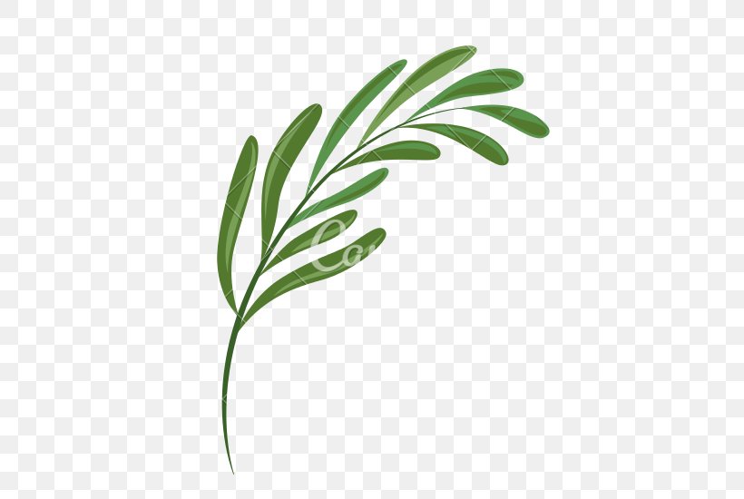 Leaf Plant Fern, PNG, 550x550px, Leaf, Branch, Commodity, Fern, Flora Download Free