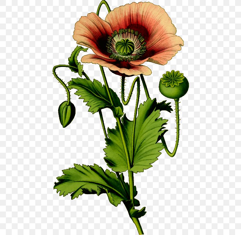 Opium Poppy Common Poppy Clip Art, PNG, 466x800px, Opium Poppy, Anemone, Annual Plant, California Poppy, Common Poppy Download Free