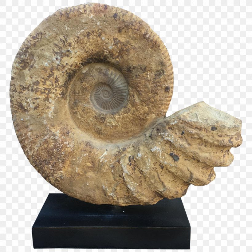 Fossil Ammonites Madagascar Table Furniture, PNG, 1200x1200px, Fossil, Ammonites, Artifact, Designer, Desk Download Free