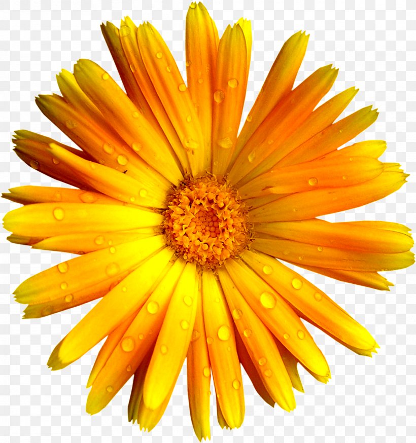 German Chamomile Flower Download, PNG, 1192x1271px, Chamomile, Bit, Calendula, Camfrog, Color Download Free