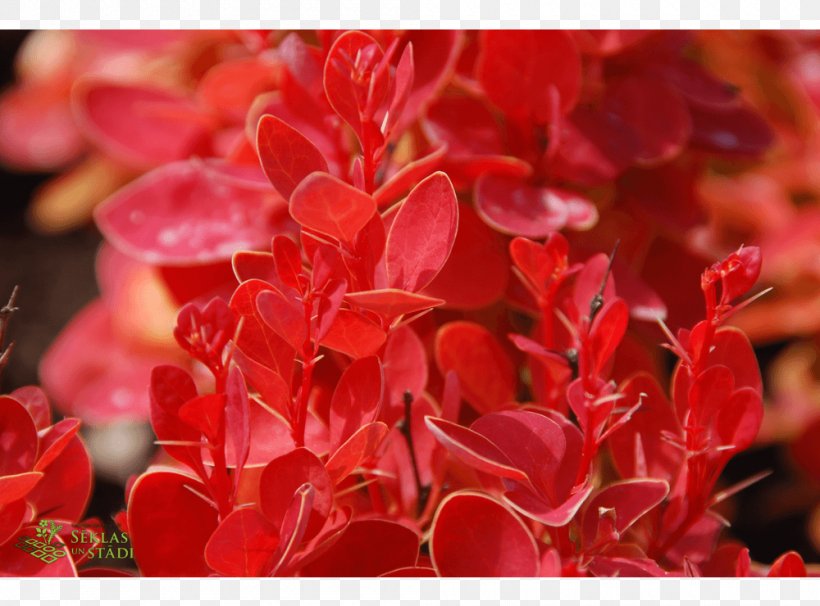 Japanese Barberry Deciduous Shrub Petal Height, PNG, 1000x740px, Deciduous, Annual Plant, Auglis, Barberry, Flower Download Free