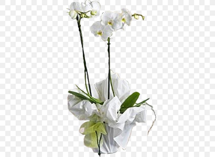 Moth Orchids Cut Flowers Plant, PNG, 600x600px, Moth Orchids, Artificial Flower, Branch, Cut Flowers, Floral Design Download Free