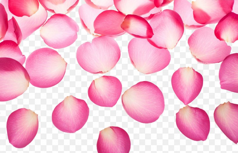 Pink Petal Symbol, PNG, 1024x659px, Pink, Designer, Flower, Heart, Magenta Download Free