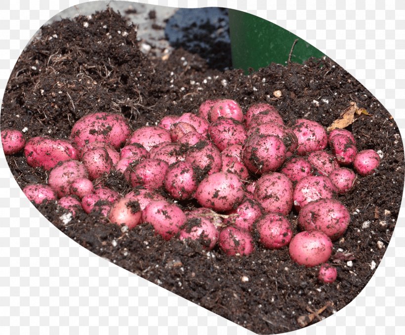 Potato Varieties Tuber Soil EarthApples Seed Potatoes, PNG, 1200x993px, Potato Varieties, Canada, Earthapples Seed Potatoes, Pink, Plant Download Free