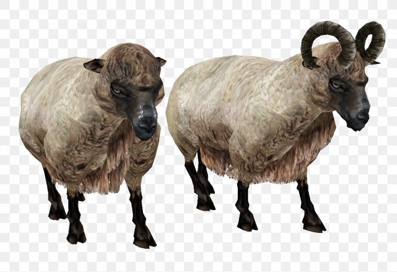 Sheep Computer File, PNG, 1162x795px, Sheep, Cattle Like Mammal, Cow Goat Family, Dall Sheep, Goat Antelope Download Free