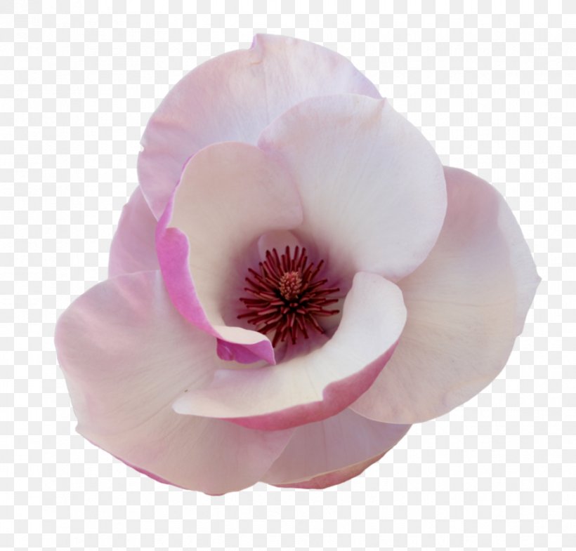 Tulip Cut Flowers Image Petal, PNG, 913x875px, 6 February, Tulip, Cut Flowers, Deviantart, Flower Download Free