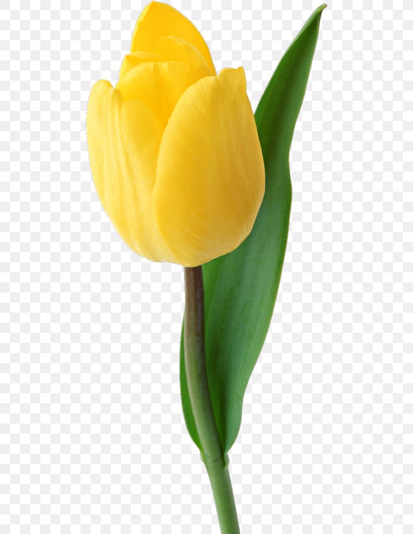 Tulip Yellow Cut Flowers Petal, PNG, 480x1059px, Tulip, Amarillo, Bud, Cut Flowers, Drawing Download Free