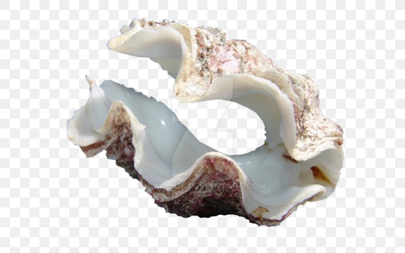 Cockle Giant Clam Oyster Seashell, PNG, 1024x640px, Cockle, Clam, Clams Oysters Mussels And Scallops, Conch, Giant Clam Download Free