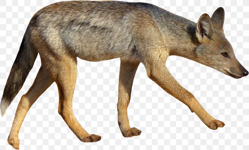 Coyote Dog Side-striped Jackal Black-backed Jackal, PNG, 2764x1674px, Coyote, Blackbacked Jackal, Canidae, Canis, Carnivoran Download Free