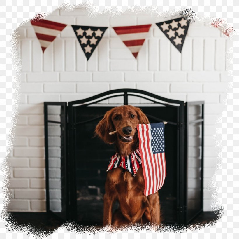 Flag Of The United States Host Family Dog, PNG, 922x921px, United States, Canidae, Carnivore, Companion Dog, Dachshund Download Free