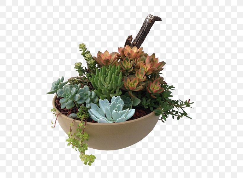 Succulent Plant Flowerpot Bowl Houseplant, PNG, 517x600px, Plant, Bowl, Cactaceae, Cut Flowers, Drought Tolerance Download Free