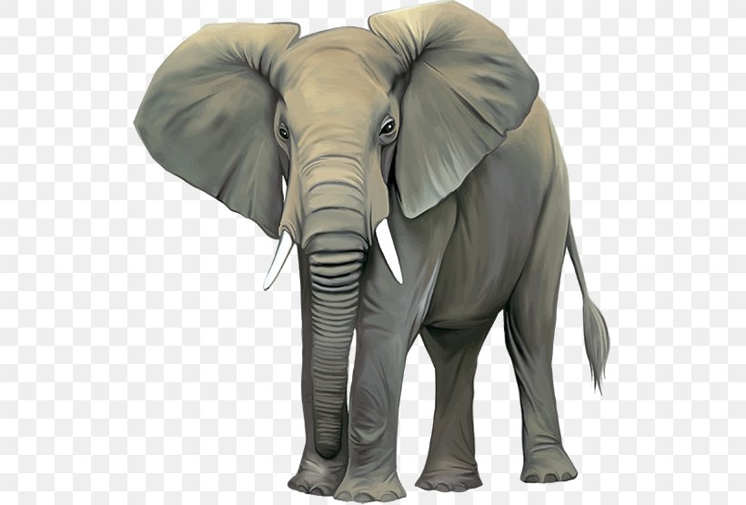 African Bush Elephant Elephantidae Indian Elephant Stock Photography Clip Art, PNG, 555x555px, African Bush Elephant, African Elephant, Asian Elephant, Drawing, Elephant Download Free