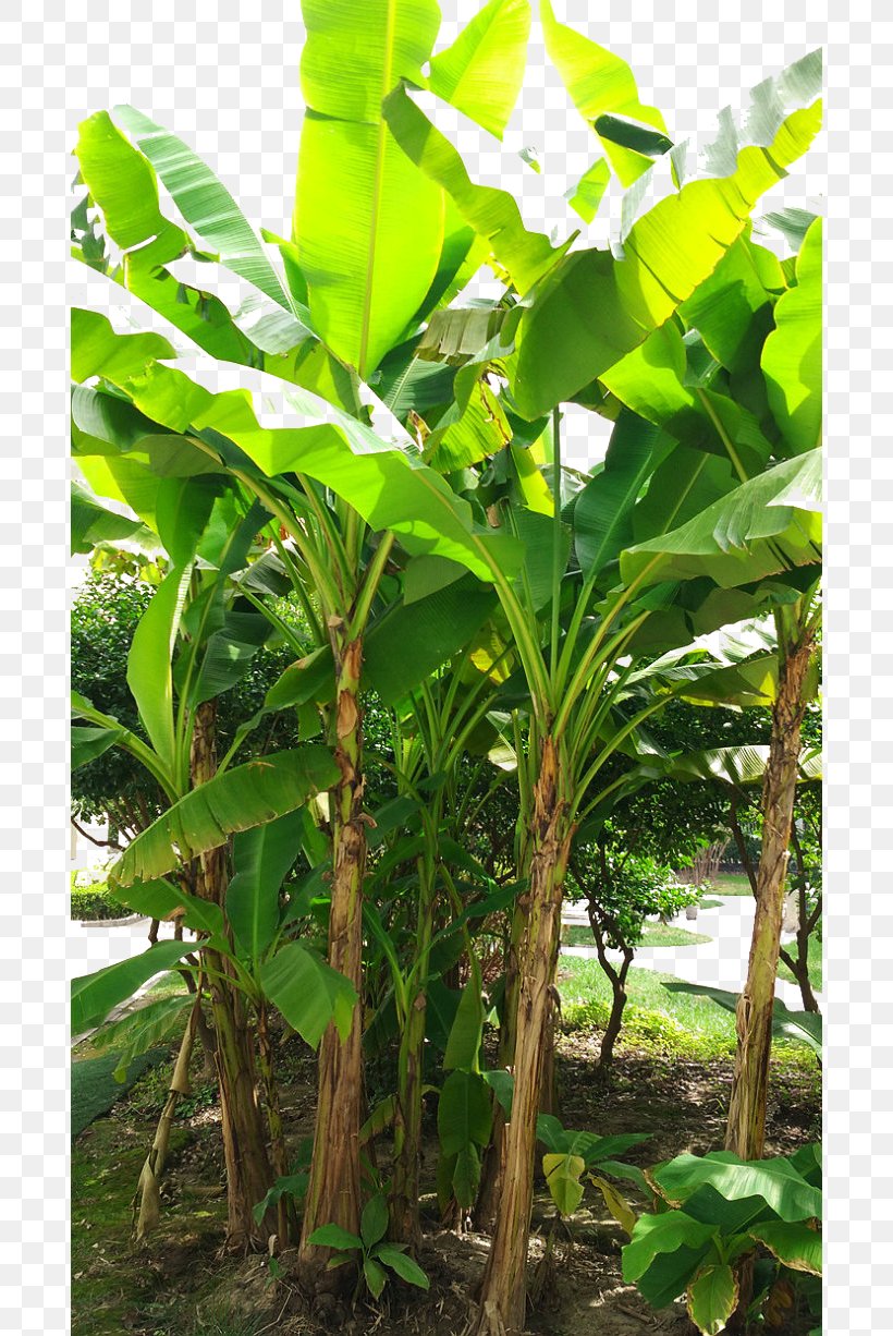 Banana Leaf Coconut Musa Basjoo, PNG, 690x1226px, Banana, Arecales, Banana Family, Banana Leaf, Coconut Download Free