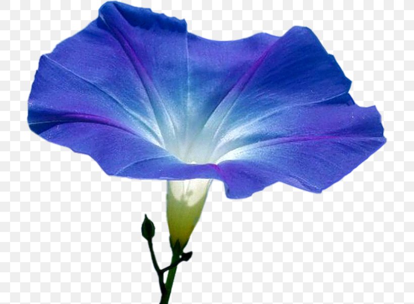 Flower Annual Plant Blossom Morning Glory Seed, PNG, 717x603px, Flower, Annual Plant, Beach Moonflower, Blossom, Blue Download Free
