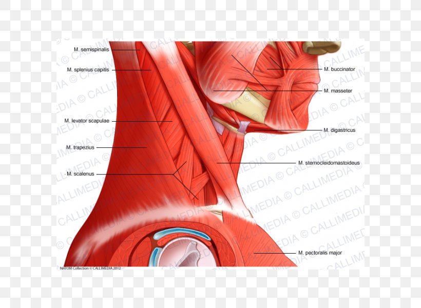 Head And Neck Anatomy Muscle Pelvis Human Anatomy Human Body, PNG, 600x600px, Watercolor, Cartoon, Flower, Frame, Heart Download Free