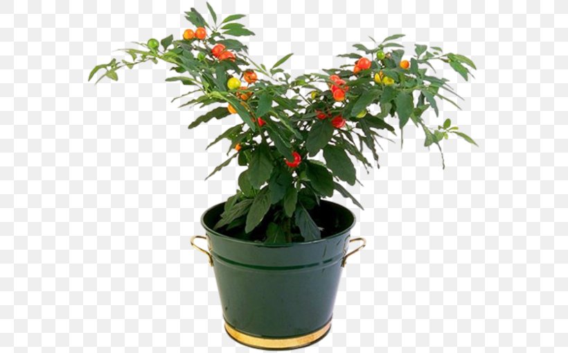 Penjing Houseplant Flowerpot Tree, PNG, 569x509px, Penjing, Botany, Cactaceae, Evergreen, Flower Download Free