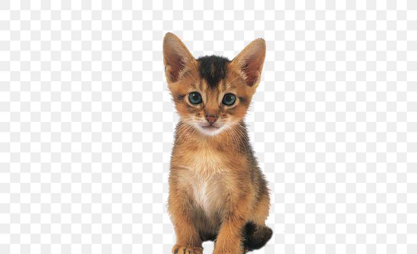 Abyssinian Whiskers American Wirehair German Rex Kitten, PNG, 500x500px, Abyssinian, American Wirehair, Asia, Asian, Asian People Download Free