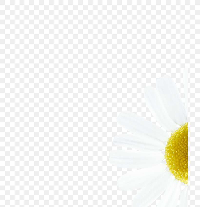 Daisy, PNG, 720x848px, White, Asterales, Camomile, Chamaemelum Nobile, Chamomile Download Free
