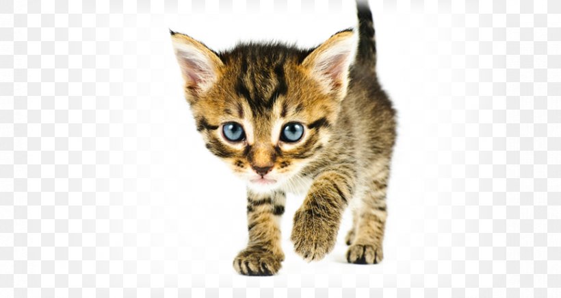 Dog Kitten British Shorthair Puppy Veterinarian, PNG, 863x458px, Dog, American Shorthair, Animal, Bengal, British Shorthair Download Free