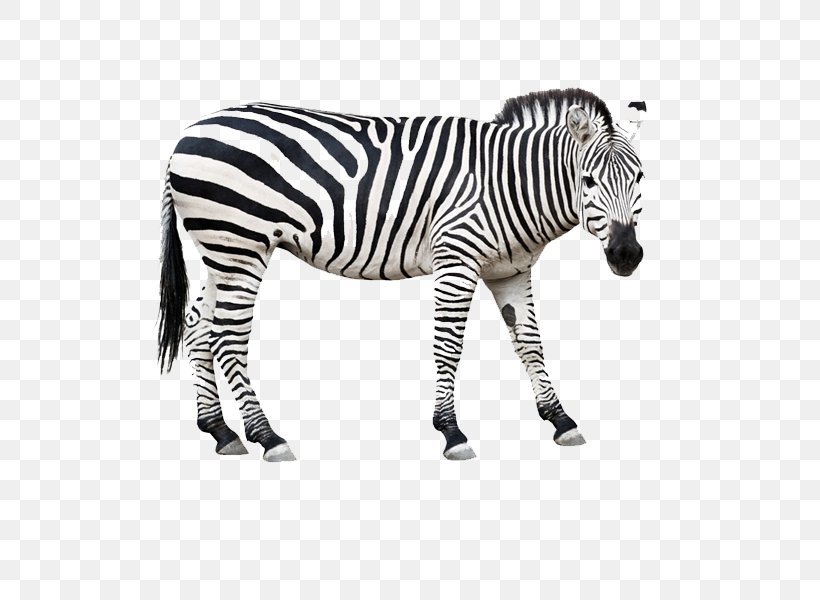 Horse Zebra Clip Art, PNG, 600x600px, Business, Barcode, Black, Black And White, Code Download Free