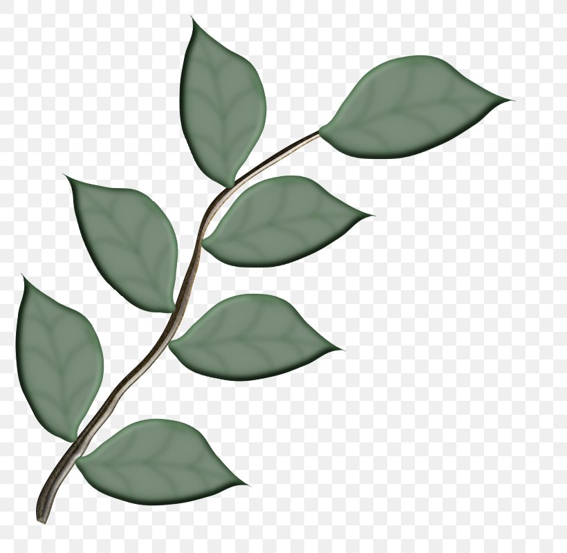 Leaf I Confini Dell'anima Branch Plant Stem, PNG, 800x800px, Leaf, Blog, Branch, Flower, Imageshack Download Free