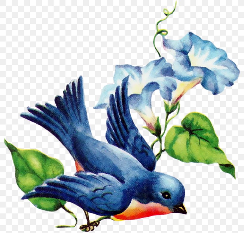 Bird, PNG, 800x786px, Bluebird Of Happiness, Beak, Bird, Bluebird, Bluebirds Download Free