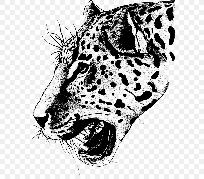 Cheetah Jaguar Leopard Whiskers Felidae, PNG, 591x720px, Cheetah, Bengal Tiger, Big Cat, Big Cats, Black And White Download Free