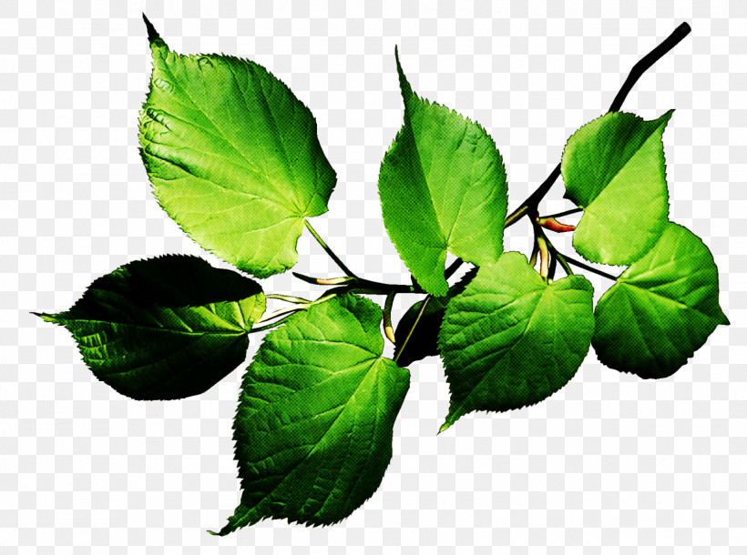 Leaf Flower Plant Tree Beech, PNG, 1600x1191px, Leaf, Beech, Branch, Flower, Herb Download Free