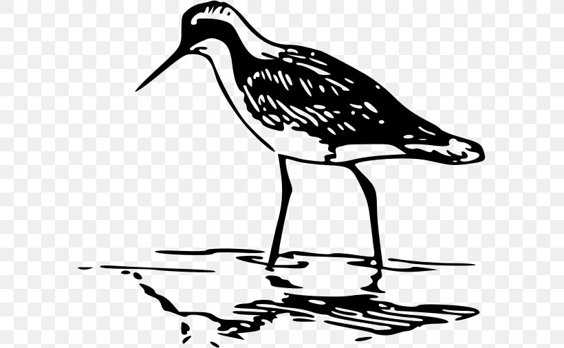 Phalaropes Line Art Clip Art, PNG, 593x506px, Phalaropes, Artwork, Beak, Bird, Black And White Download Free