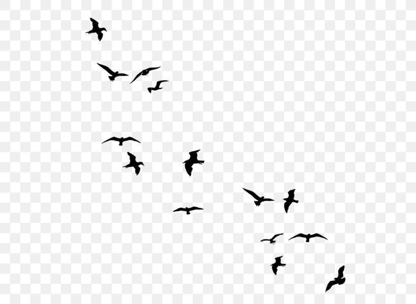 Bird Flight Drawing Clip Art, PNG, 600x600px, Bird, Animal Migration, Art, Beak, Bird Flight Download Free