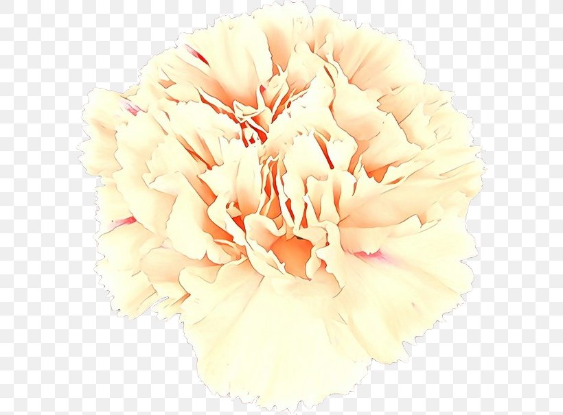 Carnation Cut Flowers Flower Bouquet Rose Family, PNG, 600x605px, Carnation, Beige, Cut Flowers, Flower, Flower Bouquet Download Free