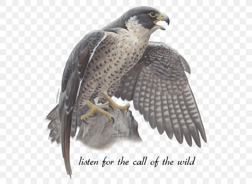 Hawk Jim Morris Environmental T-Shirt Co. The Peregrine Falcons, PNG, 600x600px, Hawk, Accipitriformes, Beak, Bird, Bird Of Prey Download Free
