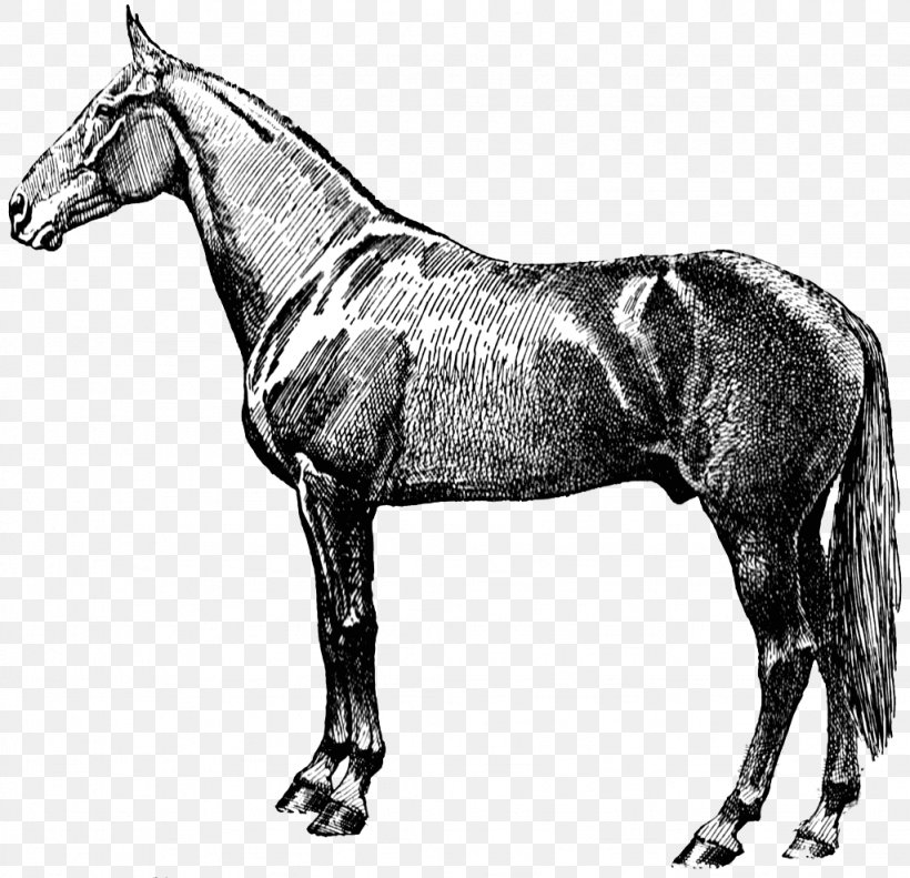 Horse Equestrian Victorian Clip Art, PNG, 1024x989px, Horse, Animal Figure, Antique, Bit, Black And White Download Free