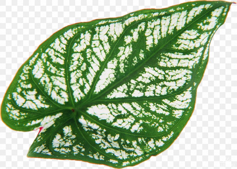 Leaf Heart Of Jesus Plant Vascular Bundle, PNG, 900x645px, Leaf, Arums, Bladnerv, Green, Heart Of Jesus Download Free