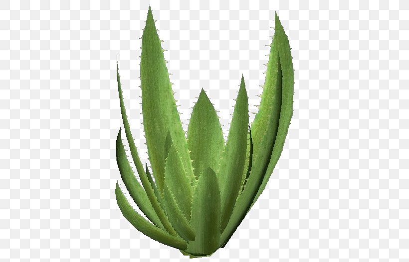 Aloe Vera Succulent Plant Agave Azul Xanthorrhoeaceae, PNG, 750x527px, Aloe Vera, Agave, Agave Azul, Agave Nectar, Aloe Download Free