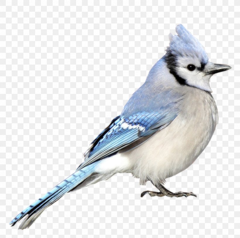 Blue Jay Bird Passerine, PNG, 1024x1013px, Blue Jay, American Sparrows, Beak, Bird, Blue Download Free