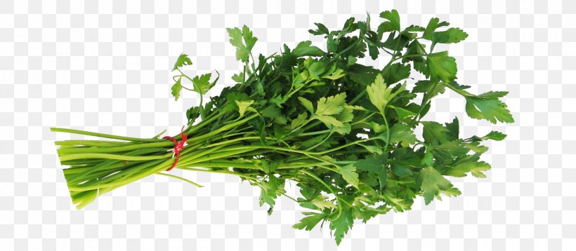 Parsley Herb Food Coriander Leaf Vegetable, PNG, 1326x580px, Parsley, Arugula, Coriander, Fines Herbes, Food Download Free
