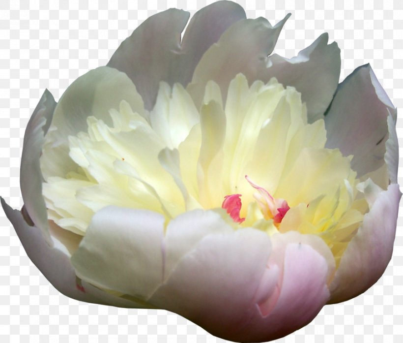 Peony Flower, PNG, 900x766px, Peony, Black Rose, Cut Flowers, Deviantart, Flower Download Free