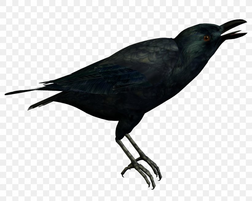 American Crow New Caledonian Crow Bird, PNG, 1449x1158px, American Crow, Advertising, Beak, Bird, Blackbird Download Free