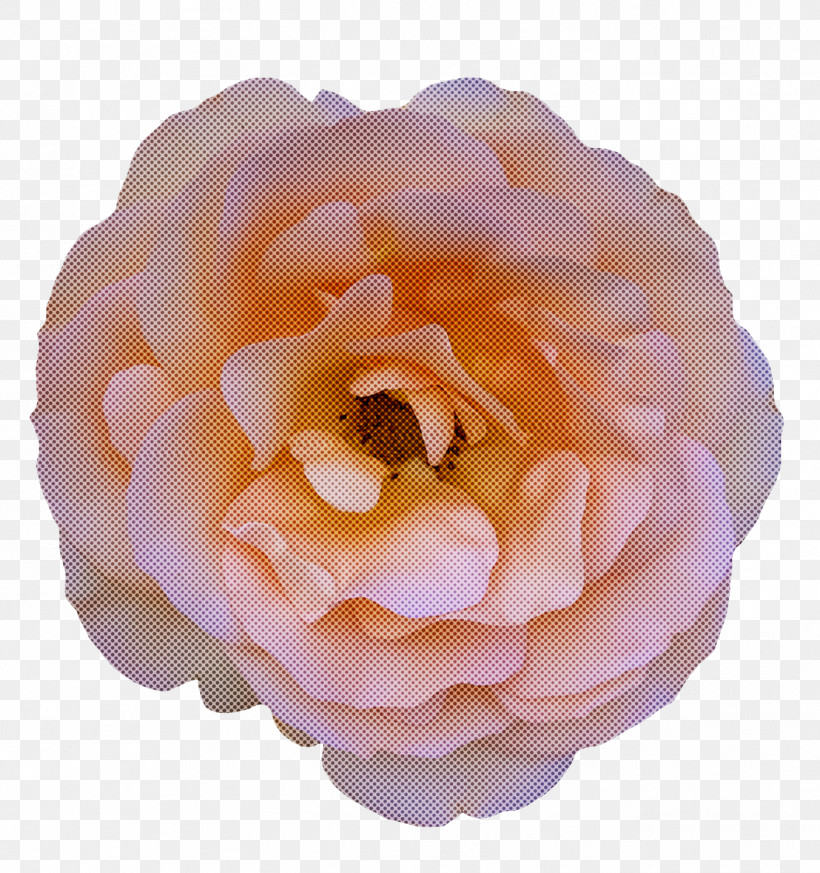 Garden Roses, PNG, 1352x1440px, Cabbage Rose, Cut Flowers, Floral Design, Floribunda, Flower Download Free