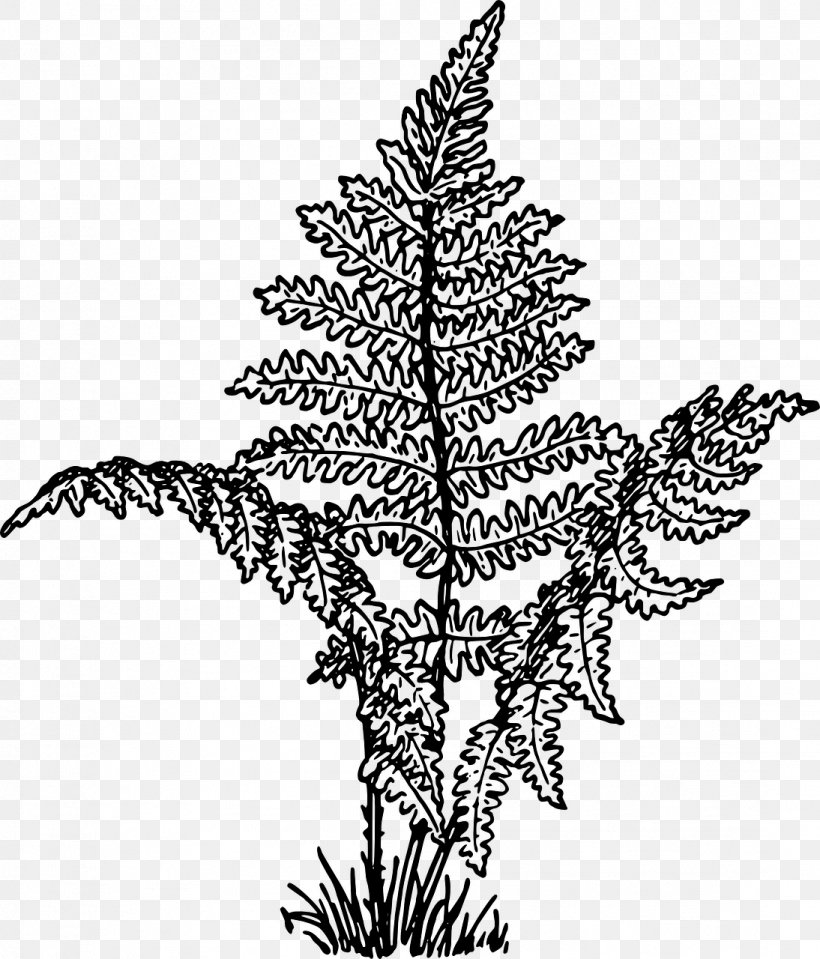 Lady Fern Drawing Plant Frond, PNG, 1094x1280px, Fern, Black And White, Branch, Christmas Decoration, Christmas Ornament Download Free