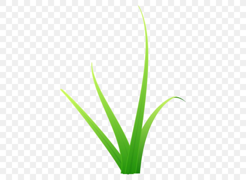 Leaf Plant Stem Flower Grasses Line, PNG, 600x600px, Leaf, Flower, Grass, Grass Family, Grasses Download Free