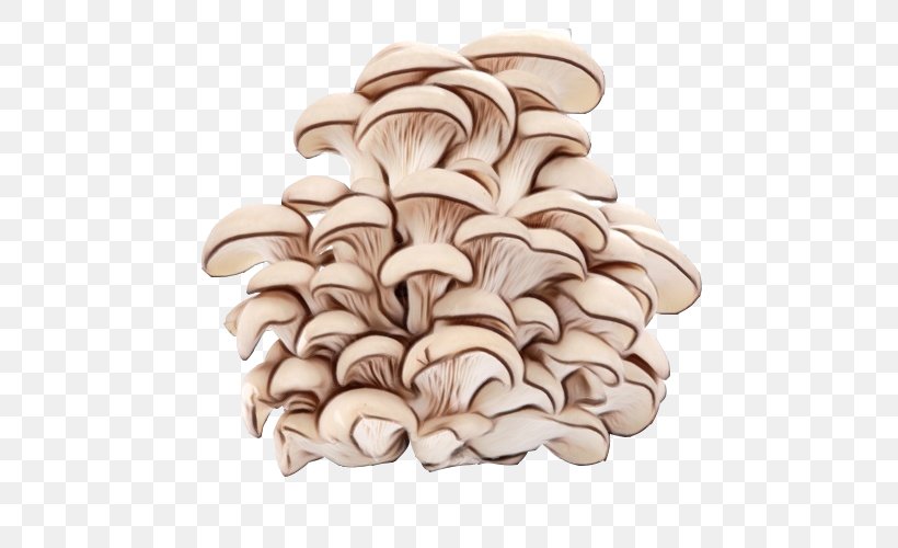 Mushroom Oyster Mushroom Agaricomycetes Beige, PNG, 500x500px, Watercolor, Agaricomycetes, Beige, Mushroom, Oyster Mushroom Download Free