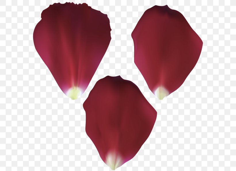 Petal Red Pink Magenta Flower, PNG, 600x595px, Petal, Cut Flowers, Flower, Herbaceous Plant, Magenta Download Free
