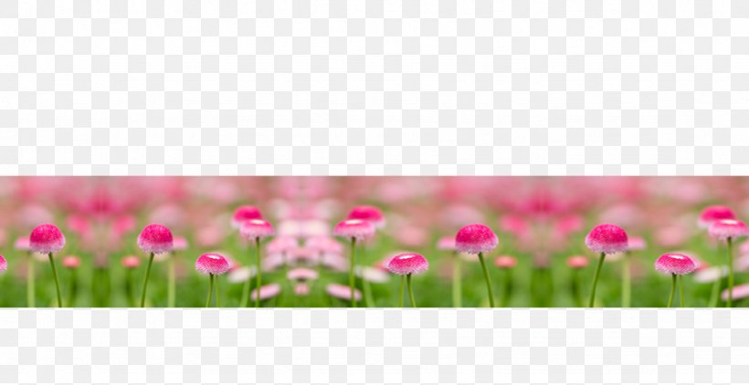 Tulip Pink M Petal Plant Stem, PNG, 1024x528px, Tulip, Field, Flower, Flowering Plant, Grass Download Free