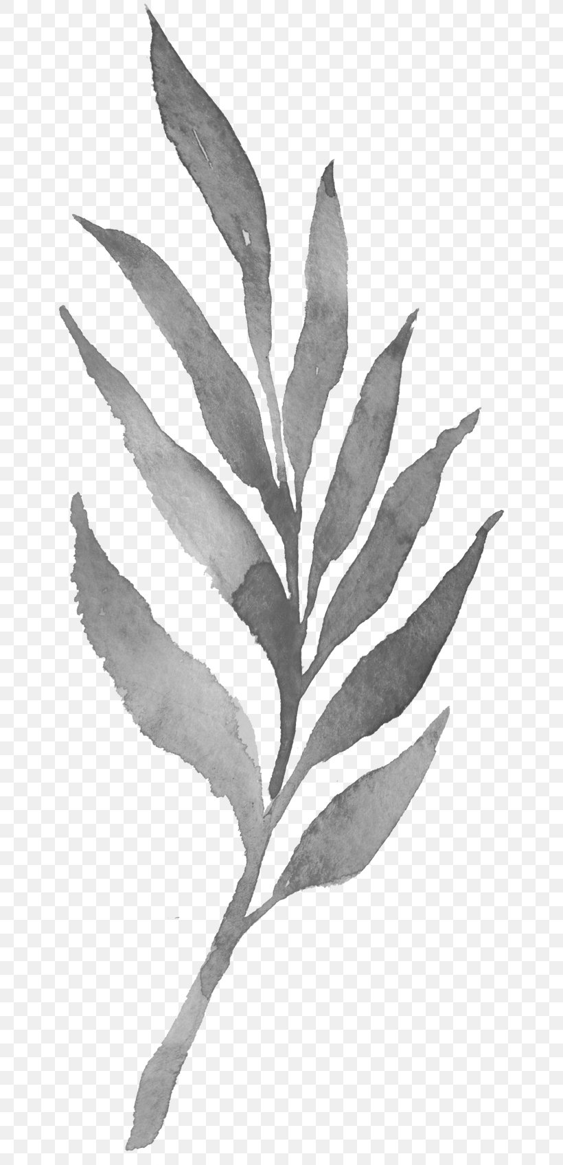 Twig Plant Stem Leaf White Black, PNG, 650x1697px, Twig, Black, Black And White, Branch, Leaf Download Free
